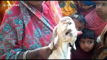 Villagers take selfies and pray with this one-eyed goat in north India