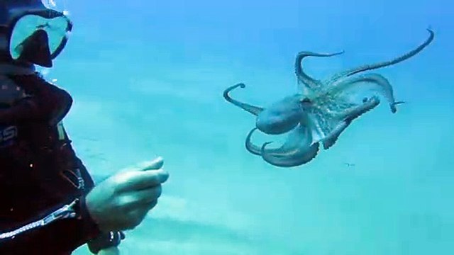 Un poulpe vient demander un calin à un plongeur... Adorable