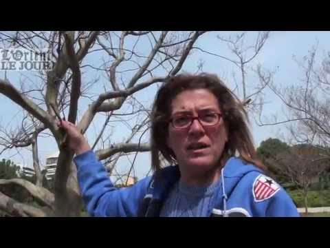 Langue de belle-mère, arbre de Bouddha, les trésors du Bois des Pins (2/2) - OLJ