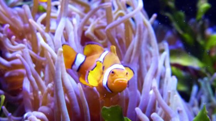 Découvrez la vie secrète du museum-aquarium de Nancy