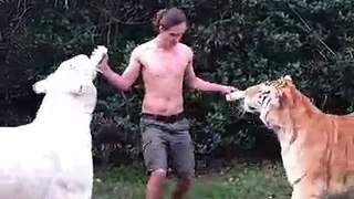 Donner le biberon à deux gros bébés tigres