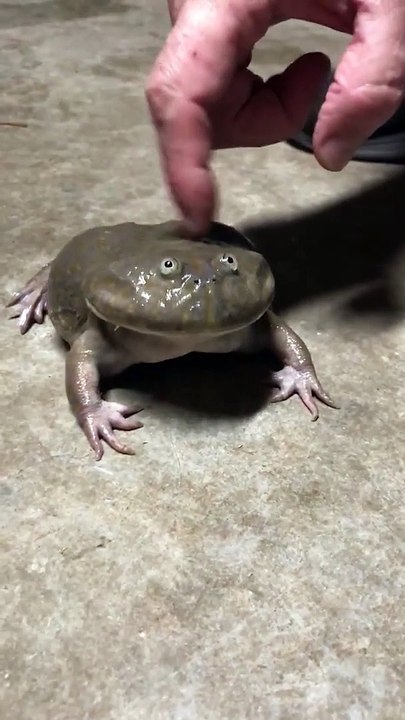Crapaud hurlant