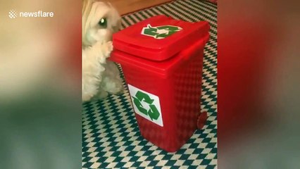 Small dog wants to chip in and help recycle with her own little wheelie bin