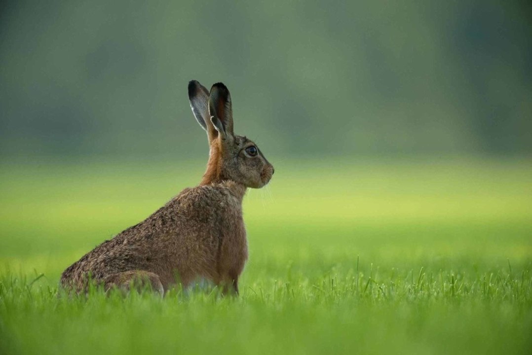 Die Hasenjagd