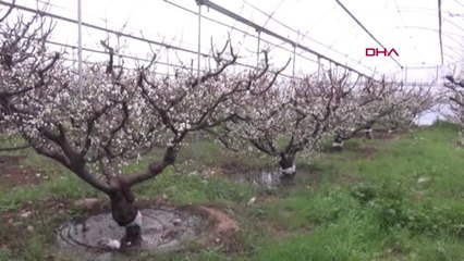 Mersin Silifke'de Örtü Altı Erik Ağaçları Çiçek Açtı