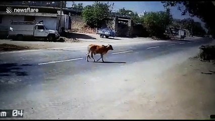 Fast-thinking truck driver makes amazing swerve to avoid cow in the road