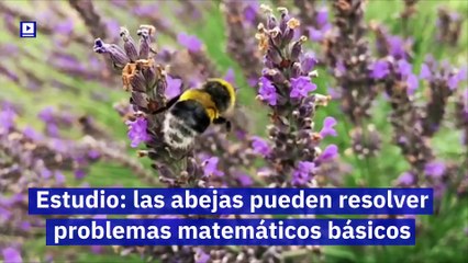 Estudio: las abejas pueden resolver problemas matemáticos básicos