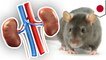 Stem cell research: Scientists grow kidneys in rats