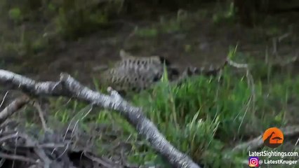 Une maman ratel sauve son petit de 2 ans attaqué par un léopard