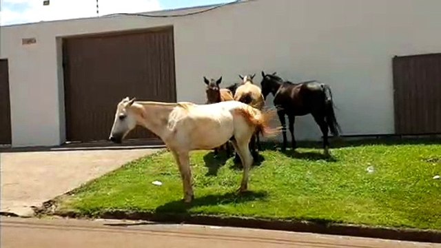 Cavalos soltos no Jardim Veneza geram preocupação