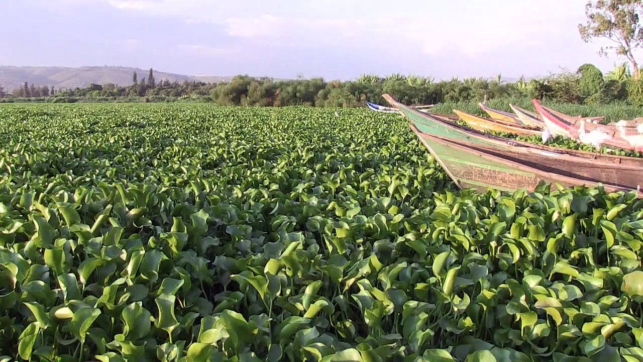 La jacinthe d'eau, fléau qui ronge le coeur bleu de l'Afrique