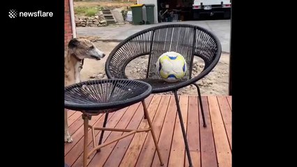 Whippet gets wound up when he can't quite reach his favourite ball