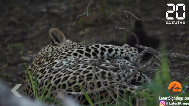 Cet animal n'a peur de rien - Le Rewind du Vendredi 08 Février 2019