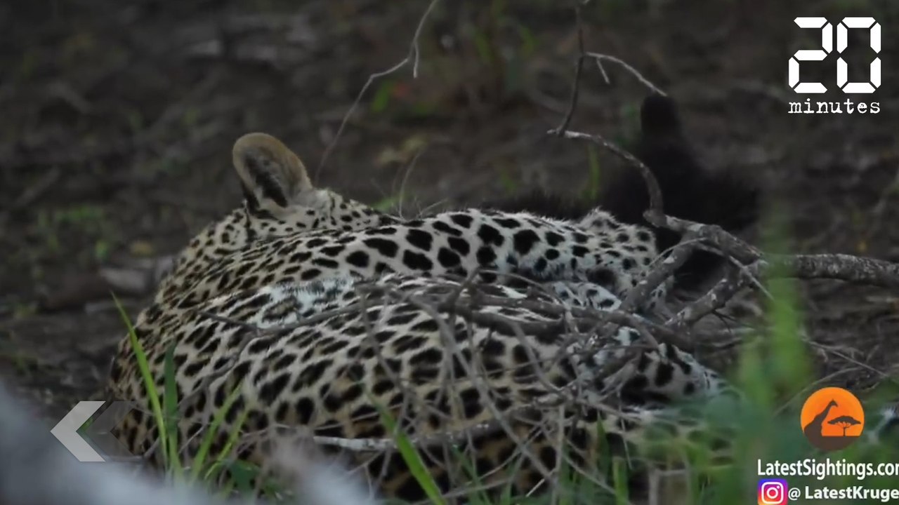 Cet animal n'a peur de rien - Le Rewind du Vendredi 08 Février 2019