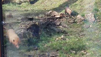 Peaugres : toute la petite famille de chiens des buissons