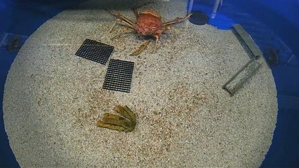 Im Zeitraffer: Häutung einer japanischen Riesenkrabbe