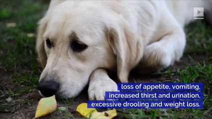 Hill's Pet Nutrition Dog Food Recalled