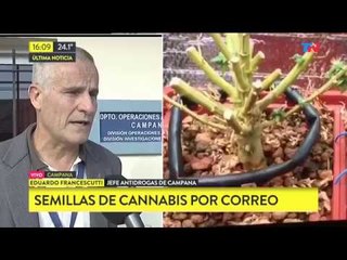 Desmantelan un invernadero de marihuana
