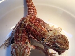 Ce lézard dragon est né avec 2 têtes en chine !!