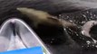Un dauphin adorable suit un touriste en canoe