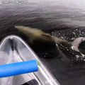 Un dauphin adorable suit un touriste en canoe