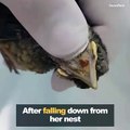 Il sauve un oiseau couvert de larves