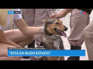 Prefectura rescató un perro del Riachuelo, ahora le buscan hogar