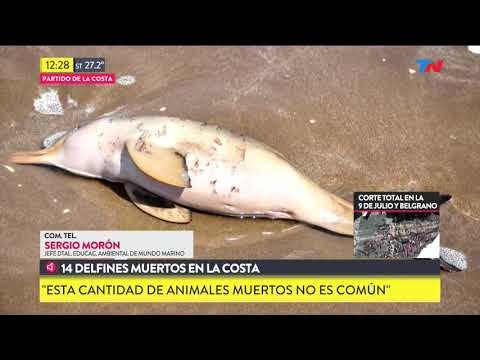 Aparecen 14 delfines muertos en la costa