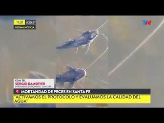 Siguen apareciendo peces muertos en Santa Fe