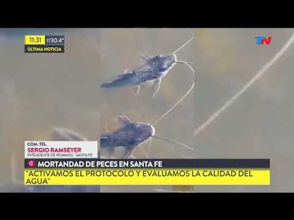 Siguen apareciendo peces muertos en Santa Fe