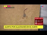 Pánico por alacranes en el subte