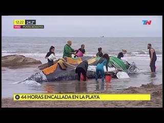 Rescate contrarreloj de una ballena encallada en Punta Mogotes