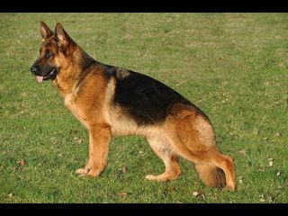 Puede ir preso porque su perro mordió a una vecina