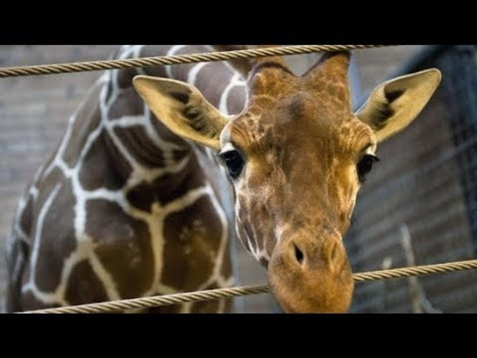 Murió  una jirafa en Ecoparque y denuncian maltrato animal
