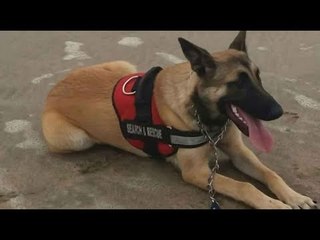 Buscan a una perra rescatista que se perdió