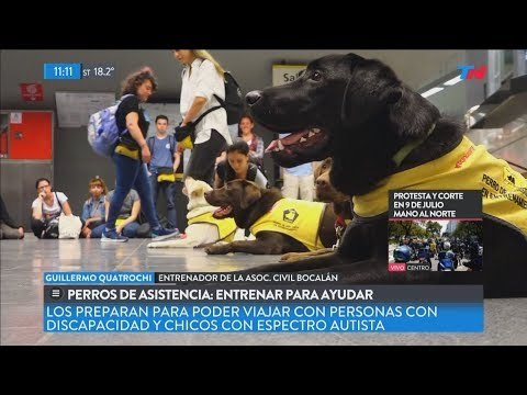 Perros de asistencia: entrenar para ayudar