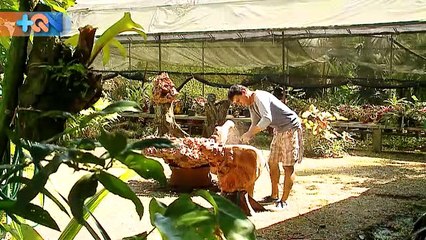 mqn-El trueque de Pococí viajará a Pérez Zeledón-080219