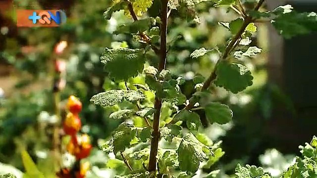 mqn-Las mil y una historias de don Manuel para enamorar a doña Mima-080219