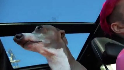 I Filmed My Dog Whenever He Cried Or Was Nasty For 24 Hours