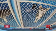 Shelter says certain breeds have longer adoption wait times