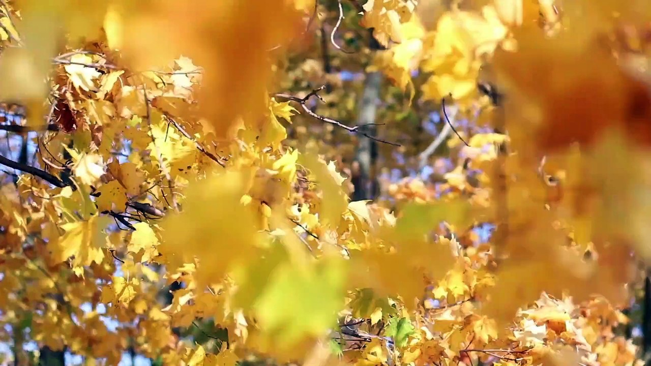 INSTRUMENTAL MUSIC - DAME DE BEBER  - Coalo Zamorano