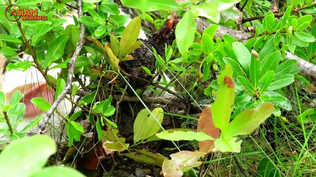 Primitive Man Saves Family Rabbit From Python Attack - Amazing Rescue Animals