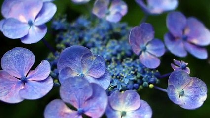 Rimi Natsukawa - 花咲く旅路 -