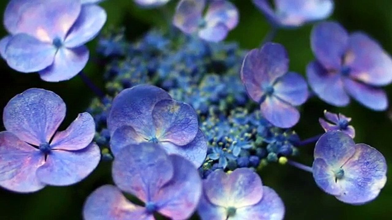 Rimi Natsukawa - 花咲く旅路 -