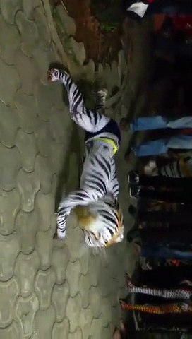 Funny Tiger Dance