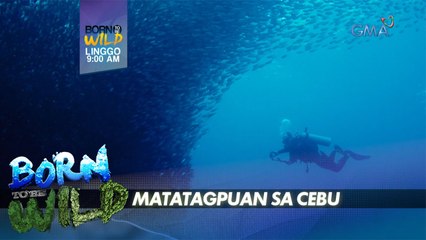 Born to be Wild: Kamangha-manghang 'Sardine Run,' masisilayan ngayong Linggo!