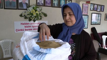 Kinoa üreticilerine İtalya kapısını 'çiftçi Zeliha' araladı - BALIKESİR
