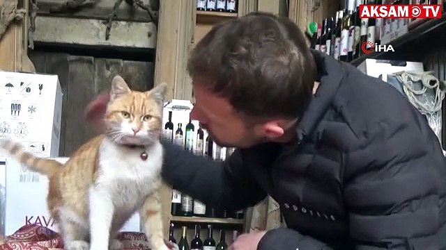 Bu kedi, sabah sporu yapıyor, haber izliyor ve kapı açıyor