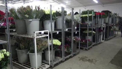 İzmir Aşkın Sembolü Güller, 14 Şubat'a Hazır