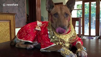 Doggy dressed in red and gold silk for Chinese New Year